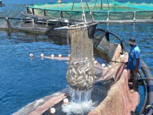 Mante Fish Farms