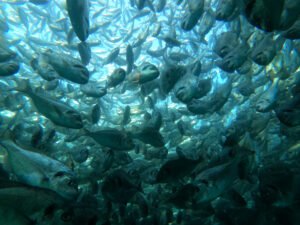 Mante Fish Farms