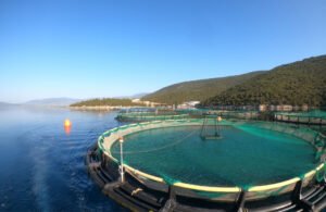 Mante Fish Farms